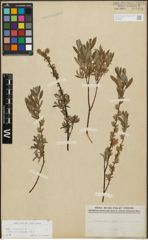 Foto von Salix repens subsp. incubacea (L.) A. Neumann